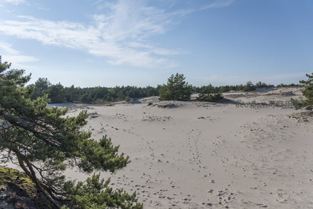 晴空下的广阔沙地与孤松点缀