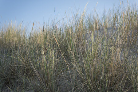 微风中摇曳的沙丘草丛特写