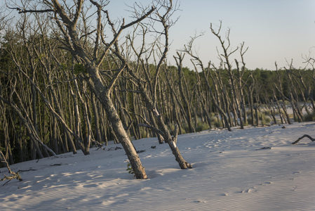 枯树斜立白沙间，林影斑驳映晨光