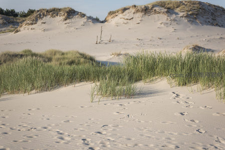 沙滩足迹旁的绿草与沙丘相映成趣