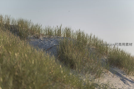 沙丘草甸，绿意点缀白沙