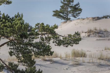松枝探沙，孤影傲立荒原