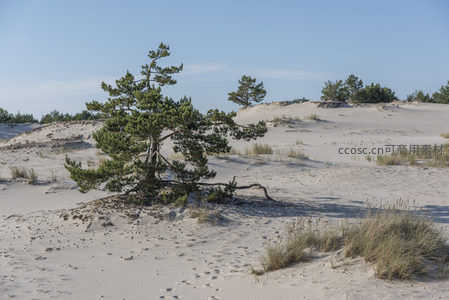 沙海孤松，风蚀地貌奇观