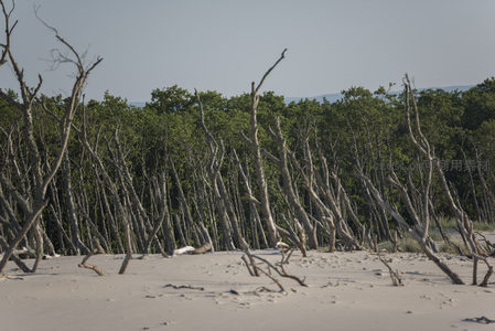 枯木林立，沙岸静默时光