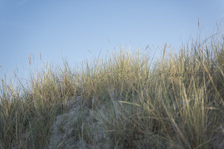 沙丘之巅野草随风轻舞