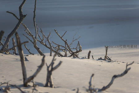 枯枝雪地显孤寂