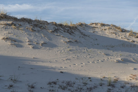 沙坡草影伴足迹