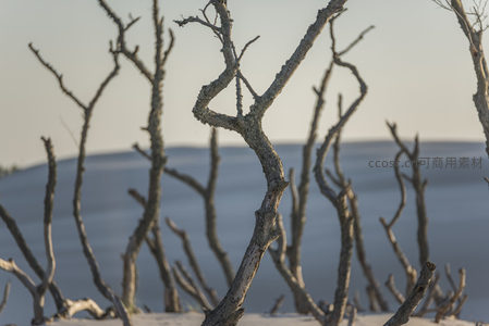 枯树残枝在沙丘前勾勒苍凉剪影