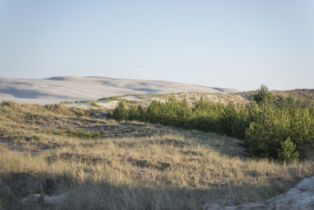 沙丘绿洲，草木点缀荒漠