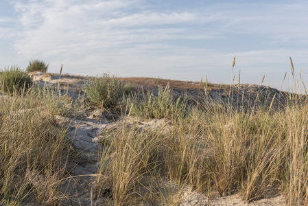沙丘草径，野趣盎然自然