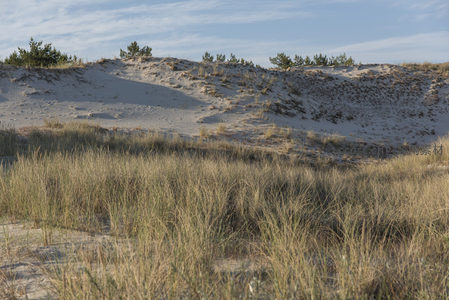 沙丘与草丛交织的自然风光