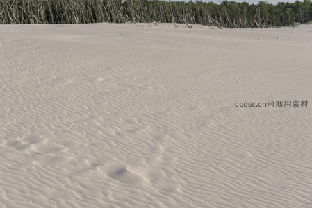 细腻波纹沙地与背景树林