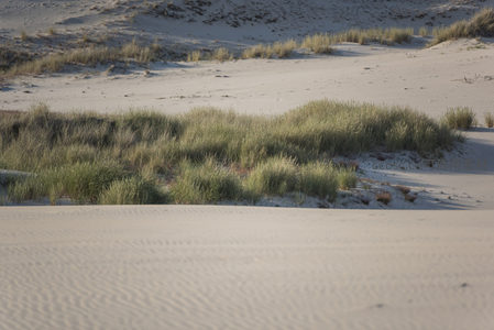 沙丘边缘的绿草在微风中摇曳