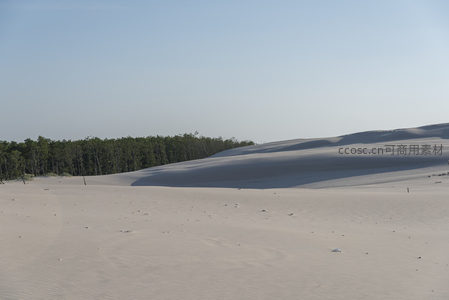 广阔沙丘与远处森林构成宁静画卷