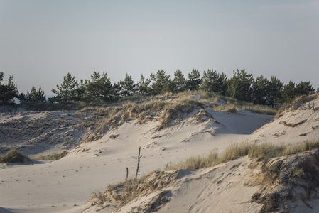 松林点缀沙丘之上展现生态和谐