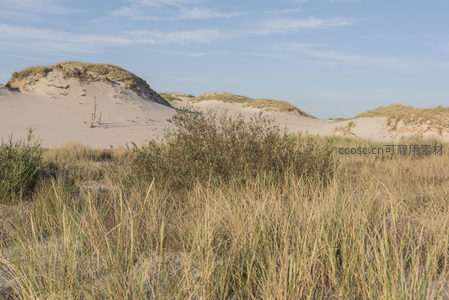 金黄草丛覆沙丘，荒野之美尽显眼前