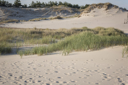 沙地足迹通向远方，绿草随风轻舞摇曳