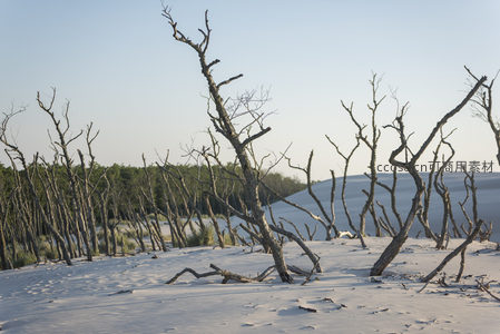 雪地枯树与远处森林的静谧景象