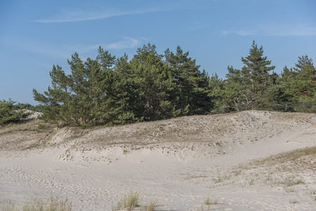 松林覆盖沙丘坡顶的生态奇观