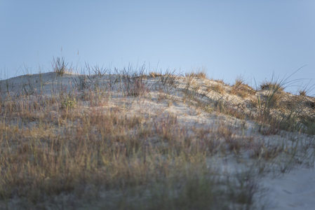 沙丘顶部稀疏野草随风轻摇