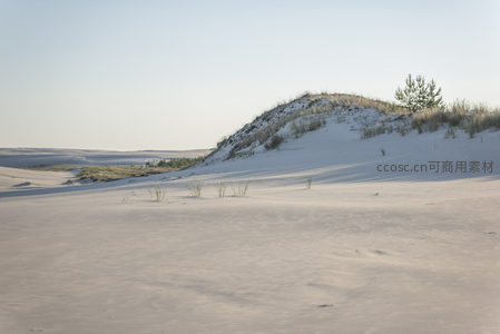 沙丘上的孤树与晨光