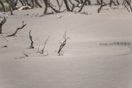 枯枝沙海中的生命痕迹