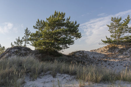 沙丘松树在蓝天下的静谧风光