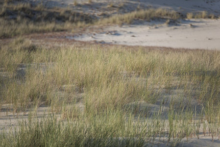 沙丘草丛在阳光下的细腻纹理