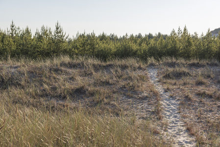 沙丘小径通向远方松林的静谧之路