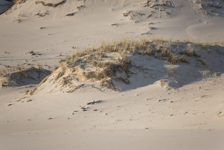 沙丘凹陷处草丛点缀的光影艺术