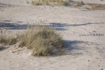 沙丘草丛，生命的绿意