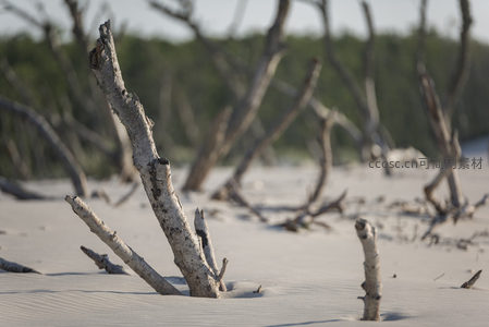 枯木沙海，时间的印记