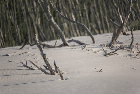 沙中枯枝，孤寂之美