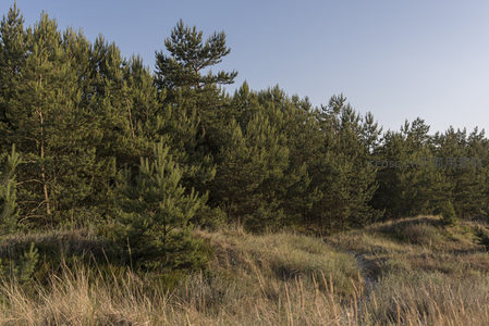 松林静谧，沙丘与绿意交融的边界