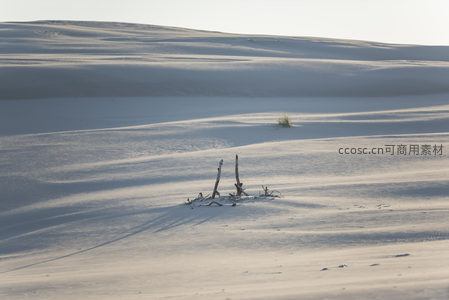 孤寂枯枝，雪原上生命的最后印记