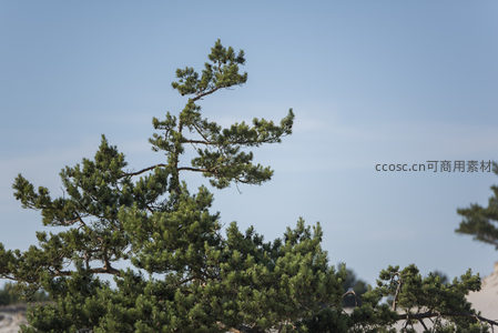 风塑松姿，蓝天下的坚韧之树