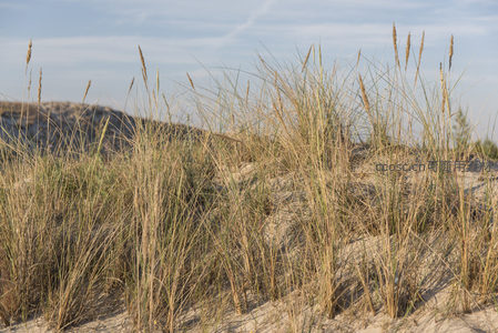 沙丘草丛，随风摇曳的金色乐章