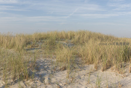 沙丘草丛在微风中轻轻摇曳