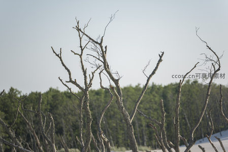 枯枝交错映衬远处绿林
