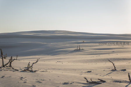 雪原之上枯木孤影寂寥