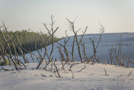 雪坡前枯树群影婆娑