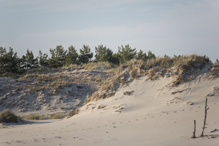 沙丘与松林的宁静边界