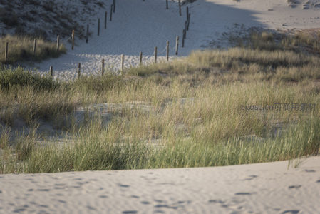 沙滩小径旁的绿意盎然