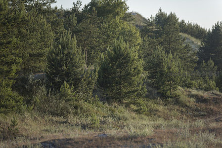 山坡上的苍翠松林