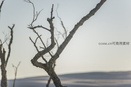 枯枝剪影映衬天际线