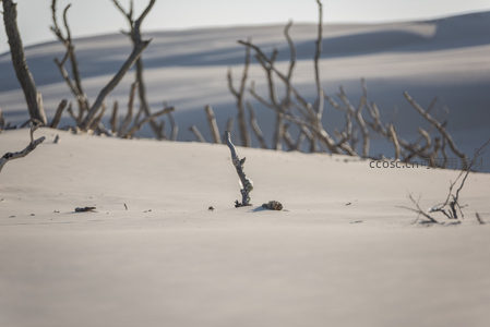枯枝孤影立于白沙之上