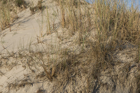 沙丘草丛随风轻摇显生机