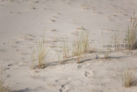 稀疏草芽点缀雪白沙地