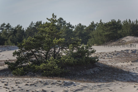 沙丘上的孤松，坚韧挺立于荒漠