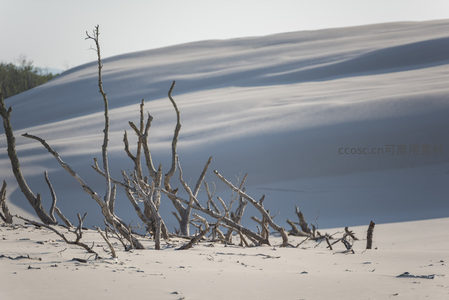枯木与白沙丘的静谧对望